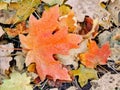 Autumn Maple and Oak Fall Leaves Close Up on the Forest Floor on the Rose Canyon Yellow Fork and Big Rock Trail in Oquirrh Mountai Royalty Free Stock Photo