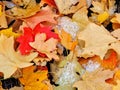 Autumn Maple and Oak Fall Leaves Close Up on the Forest Floor on the Rose Canyon Yellow Fork and Big Rock Trail in Oquirrh Mountai Royalty Free Stock Photo