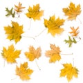 Autumn maple and oak leaves isolated on white background Royalty Free Stock Photo