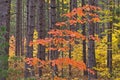 Autumn Maple in Pines