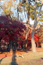 Autumn maple red with cute deer, Nara Park, Japan Royalty Free Stock Photo