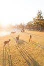 Autumn maple red with cute deer, Nara Park, Japan Royalty Free Stock Photo