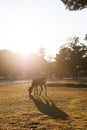 Autumn maple red with cute deer, Nara Park, Japan Royalty Free Stock Photo