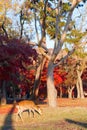 Autumn maple red with cute deer, Nara Park, Japan Royalty Free Stock Photo
