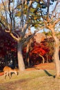 Autumn maple red with cute deer, Nara Park, Japan Royalty Free Stock Photo