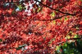 Autumn Maple Red Leaves Under Sunligt in Ueno Park Tokyo Royalty Free Stock Photo