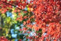 Autumn Maple Red Leaves Under Sunligt in Ueno Park Tokyo Royalty Free Stock Photo