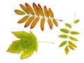 Autumn maple and rowan leaves