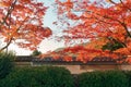 Autumn maple tree, Arashiyama old village street in Kyoto, Japan Royalty Free Stock Photo