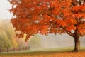 Autumn Maple Tree Royalty Free Stock Photo