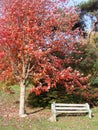 Autumn maple tree benches beside