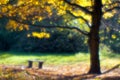 Autumn maple tree blurred monocle. Royalty Free Stock Photo