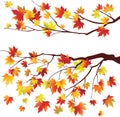 Autumn maple tree branches Royalty Free Stock Photo