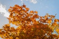 Autumn maple tree with colorful bright orange leaves against cold sky with clouds, autumn came Royalty Free Stock Photo