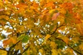 Autumn maple tree foliage. Yellow, orange and red colorful leaves background. Selective soft focus Royalty Free Stock Photo
