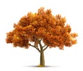 Autumn maple tree isolated