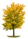 Autumn maple tree isolated white background Yellow autumnal leaves