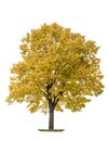 Autumn maple tree isolated white background Royalty Free Stock Photo