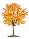 Autumn maple tree isolated white background Yellow red green leaves Royalty Free Stock Photo