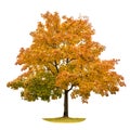 Autumn maple tree isolated on white background Royalty Free Stock Photo