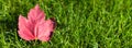 Autumn maple tree leaf on green grass, top view. Fallen red leaf on green lawn, natural background. Fall season concept. Autumn Royalty Free Stock Photo