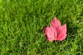 Autumn maple tree leaf on green grass, top view. Fallen red leaf on green lawn, natural background. Fall season concept. Autumn Royalty Free Stock Photo