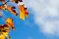 Autumn maple tree leaves against sky Royalty Free Stock Photo