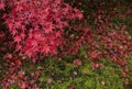 Autumn maple tree with red fallen leaves on grass in Japan Royalty Free Stock Photo