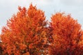 Autumn maple tree on sky background. Leaves changing colors in fall. Orange and red leaves on branches Royalty Free Stock Photo