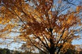 Sunlight Shining through a Golden Maple Tree