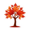 Autumn Maple Tree Vector Art with Colorful Leaves Royalty Free Stock Photo