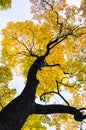 Autumn Maple Tree