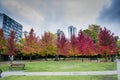 Autumn maple trees in beautiful colors