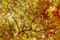 Autumn maple trees with bright yellow leaves