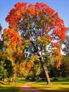 Autumn maple trees in fall city park Royalty Free Stock Photo