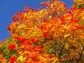 Autumn maple trees in fall city park Royalty Free Stock Photo