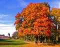 Autumn maple trees in fall city park Royalty Free Stock Photo