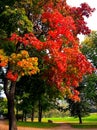 Autumn maple trees in fall city park Royalty Free Stock Photo