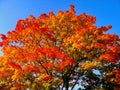 Autumn maple trees in fall city park Royalty Free Stock Photo