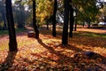 Autumn maple trees in fall city park Royalty Free Stock Photo