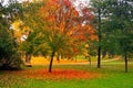 Autumn maple trees in fall city park Royalty Free Stock Photo