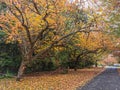 Autumn Maple Trees in Mount Wilson, Blue Mountains Australia