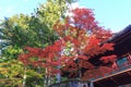 Autumn maple trees near Rinnoji temple of Nikko, Japan