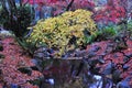 Autumn maple trees in park