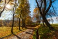 Autumn maple trees in park Royalty Free Stock Photo