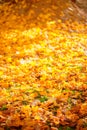 Autumn maple yellow leaves carpet Royalty Free Stock Photo