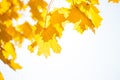 Autumn maple yellow leaves over sun and sky Royalty Free Stock Photo