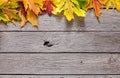 Autumn maple yellow leaves on rustic wood background Royalty Free Stock Photo