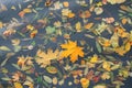 Autumn maple yellow leaves in the water Royalty Free Stock Photo