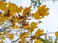 Autumn mapple branches with leaves Royalty Free Stock Photo